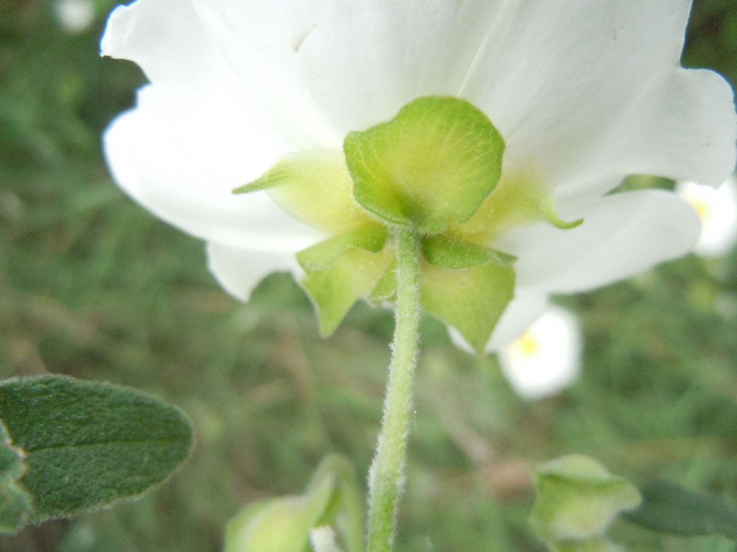 Cistus salviifolius